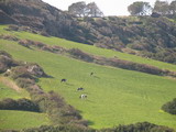 paisaje de cerros y vacas en los lindes de ferrerias muestra una menorca rural y agricola