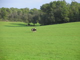 burros pastando libremente en la extensa pradera de menorca 