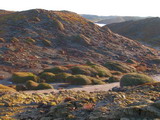 vegetacion tipicade la isla de menorca sobre todo en las costas mas azotadas por la tramontana. 